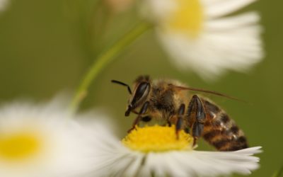 découverte de l’apiculture