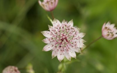 la magie des plantes